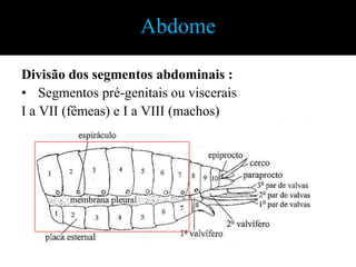 Apêndices Torácicos: AsasNervurasLongitudinais e TransversaisEstrutura da AsaRegiões da Asa Adaptado de Nakanoet al.,2002.