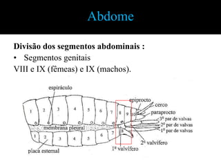 Apêndices Torácicos: Asas56Figuras 5 - 6. (5) tégmina de Eutropidacrissp. (6) asa posterior ; A, veias anais; C, veia costal; Cu, veia cubital; h, veia humeral; Ju, lobo jugal; M, veia mediana; Pcu, veia pós cubital; R, veia radial; Sc, veia subcostal; Tg, tégula. 