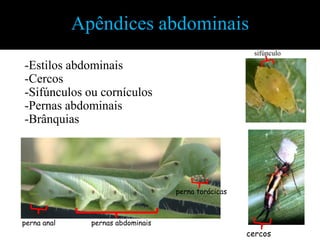 Hemiélitro. Asa anterior de percevejos, com a parte basal dura (cório) e apical flexível (membrana) onde estão as nervurasTipos de AsasTégmina. Asa anterior de aspecto pergaminhoso ou coriáceo e normalmente estreita e alongada. Ex. barata, louva-a-deus, gafanhotos, grilos etc.