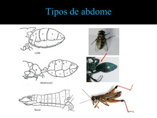 Élitro. Asa anterior dura, que recobre a asa posterior do tipo membranosa. Ex.: besouros e tesourinhas.Estrutura de acoplamentoFrênulo. Cerda ou várias cerdas inseridas no ângulo umeral da asa posterior, que se prende à asa anterior por um tufo de cerdas, chamado de retináculo. 