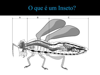 O que é um Inseto?