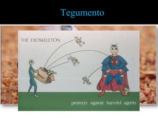 TegumentoEcdise em libélula