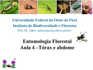 Universidade Federal do Oeste do Pará Instituto de Biodiversidade e Florestas Prof. Dr. Aden <adenomarc@yahoo.com.br> Entomologia Florestal Aula 4 –Tórax e abdome 