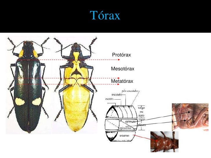 Morfologia externa tórax e abdome