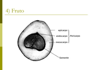 4) Fruto
 