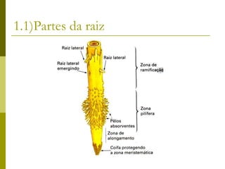 1.1)Partes da raiz
 
