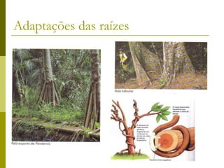 Adaptações das raízes
 