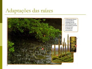 Adaptações das raízes
 