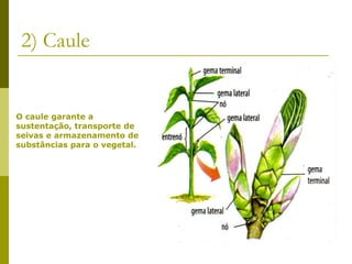 2) Caule


O caule garante a
sustentação, transporte de
seivas e armazenamento de
substâncias para o vegetal.
 