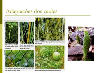 Adaptações dos caules
 