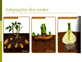 Adaptações dos caules
 