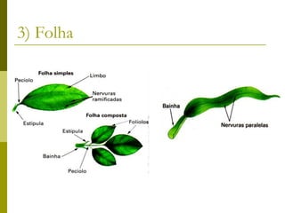 3) Folha
 