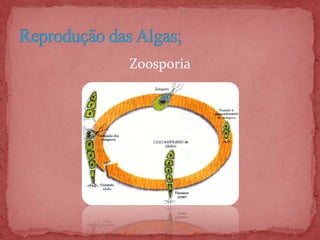 Zoosporia
 