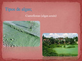 Cianofíceas (algas azuis)
 