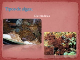Diatomácias
 