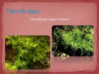 Clorofíceas (algas verdes)
 