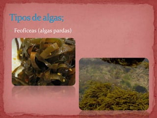  Feofíceas (algas pardas)
 