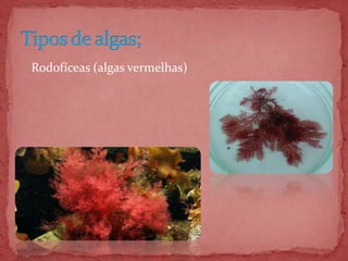  Rodofíceas (algas vermelhas)
 