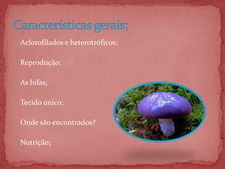  Aclorofilados e heterotróficos;
 Reprodução;
 As hifas;
 Tecido único;
 Onde são encontrados?
 Nutrição;
 