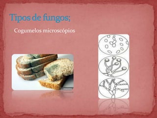  Cogumelos microscópios
 