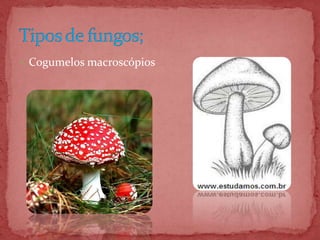  Cogumelos macroscópios
 