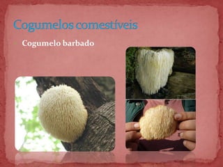  Cogumelo barbado
 