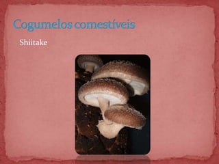  Shiitake
 