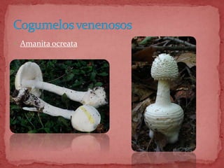  Amanita ocreata
 
