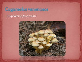  Hypholoma fasciculare
 