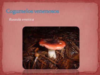  Russula emetica
 