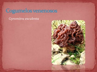  Gyromitra esculenta
 