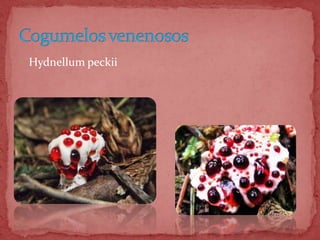  Hydnellum peckii
 