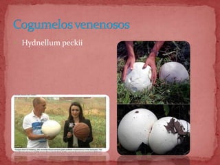  Hydnellum peckii
 