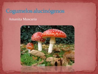  Amanita Muscaria
 