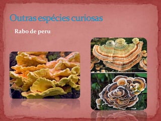  Rabo de peru
 