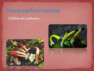  Chifres de cachorro
 