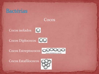 Cocos
 Cocos isolados
 Cocos Diplococos
 Cocos Estreptococos
 Cocos Estafilococos
 