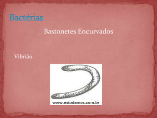 Bastonetes Encurvados
 Vibrião
 