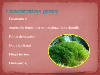  Eucariontes;
 Autótrofos fotossintetizantes dotados de clorofila;
 Fontes de oxigênio;
 Onde habitam?
 Fitoplâncton;
 Fitobentos;
 