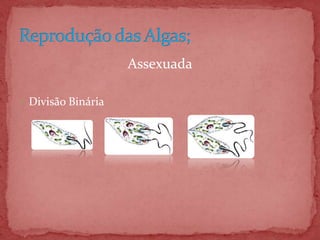 Assexuada
 Divisão Binária
 