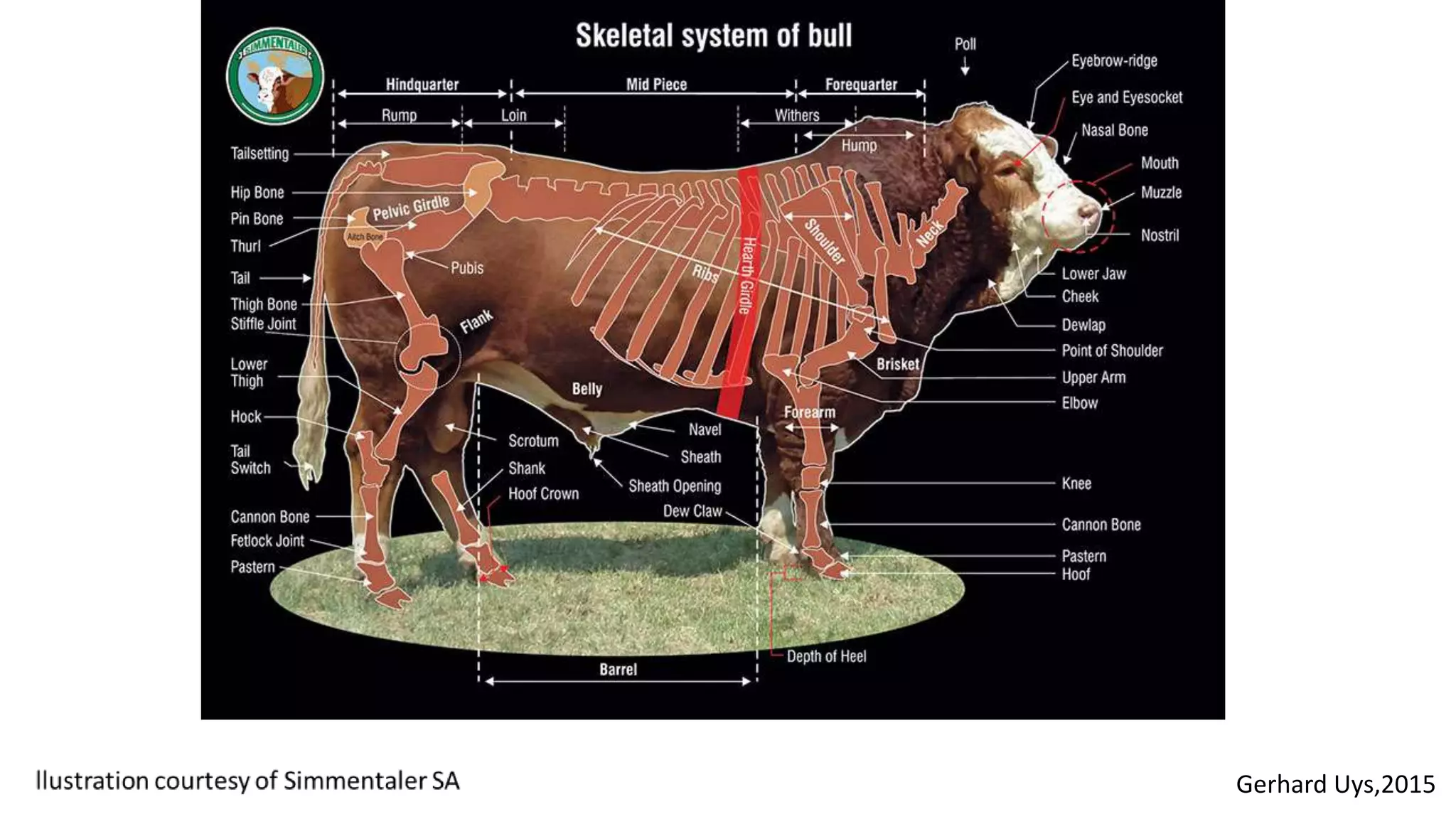 Morfologia externa del rumiante | PPTX