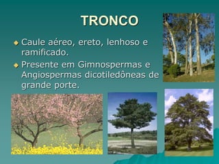 TRONCO
 Caule aéreo, ereto, lenhoso e
ramificado.
 Presente em Gimnospermas e
Angiospermas dicotiledôneas de
grande porte.
 