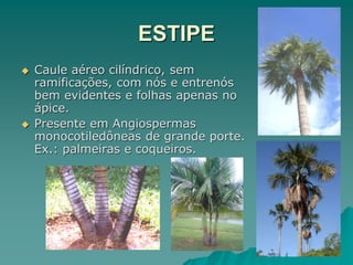 ESTIPE
 Caule aéreo cilíndrico, sem
ramificações, com nós e entrenós
bem evidentes e folhas apenas no
ápice.
 Presente em Angiospermas
monocotiledôneas de grande porte.
Ex.: palmeiras e coqueiros.
 