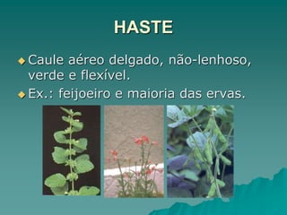 HASTE
 Caule aéreo delgado, não-lenhoso,
verde e flexível.
 Ex.: feijoeiro e maioria das ervas.
 