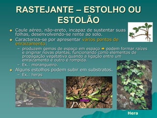 RASTEJANTE – ESTOLHO OU
ESTOLÃO
 Caule aéreo, não-ereto, incapaz de sustentar suas
folhas, desenvolvendo-se rente ao solo.
 Caracteriza-se por apresentar vários pontos de
enraizamento:
– produzem gemas de espaço em espaço  podem formar raízes
e originar novas plantas, funcionando como elementos de
propagação vegetativa quando a ligação entre um
enraizamento e outro é rompida.
– Ex.: morangueiro.
 Alguns estolhos podem subir em substratos.
– Ex.: heras
Hera
 