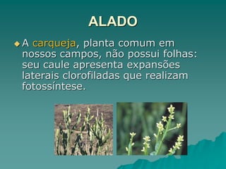 ALADO
 A carqueja, planta comum em
nossos campos, não possui folhas:
seu caule apresenta expansões
laterais clorofiladas que realizam
fotossíntese.
 