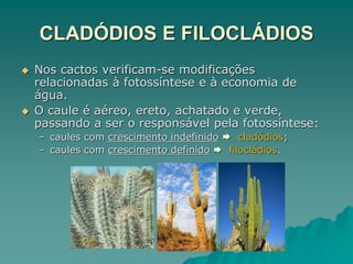 CLADÓDIOS E FILOCLÁDIOS
 Nos cactos verificam-se modificações
relacionadas à fotossíntese e à economia de
água.
 O caule é aéreo, ereto, achatado e verde,
passando a ser o responsável pela fotossíntese:
– caules com crescimento indefinido  cladódios;
– caules com crescimento definido  filocládios.
 