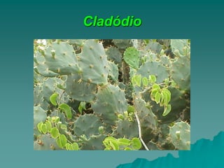 Cladódio
 