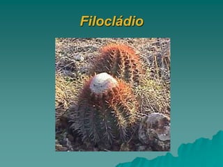 Filocládio
 