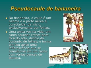 Pseudocaule de bananeira
 Na bananeira, o caule é um
rizoma e a parte aérea é
constituída, de início,
exclusivamente por folhas.
 Uma única vez na vida, um
ramo caulinar cresce para
fora do solo, dentro do
conjunto de folhas, e forma
em seu ápice uma
inflorescência que se
transforma em um cacho
com várias pencas de
banana.
 